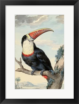 Framed Red-billed Toucan, c. 1748 Print