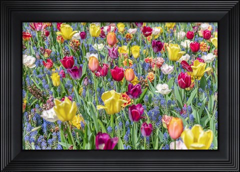 Framed Kuekenhof Tulips I Print