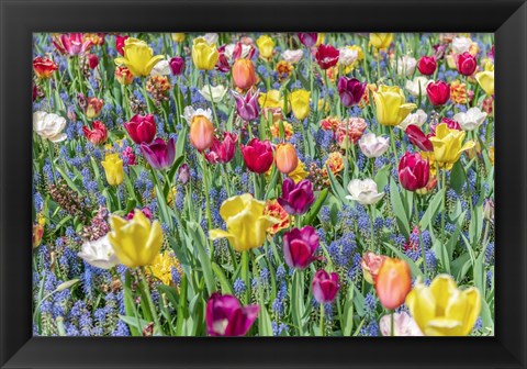 Framed Kuekenhof Tulips I Print