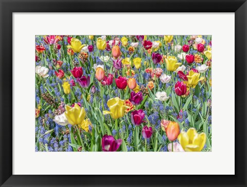 Framed Kuekenhof Tulips I Print