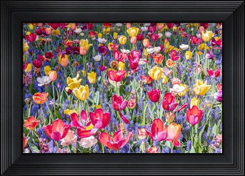 Framed Kuekenhof Tulips II Print