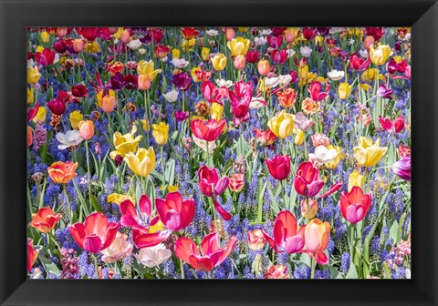 Framed Kuekenhof Tulips II Print