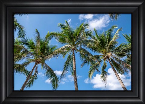 Framed Palawan Palm Trees I Print
