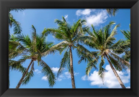 Framed Palawan Palm Trees I Print