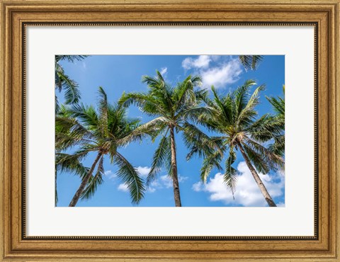 Framed Palawan Palm Trees I Print