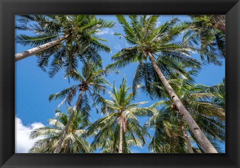 Framed Palawan Palm Trees II Print