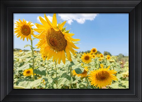 Framed Sunflowers I Print