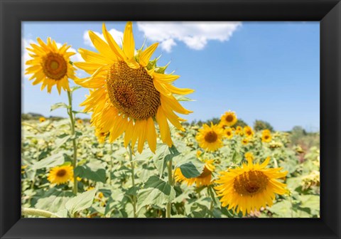 Framed Sunflowers I Print