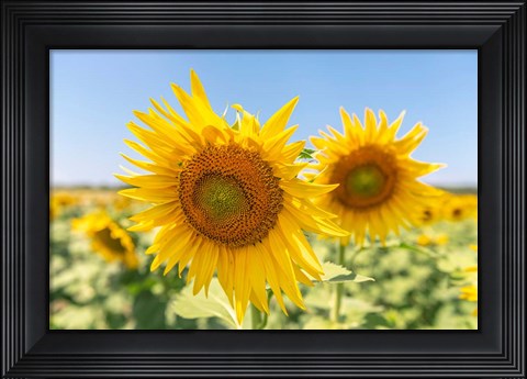 Framed Sunflowers II Print