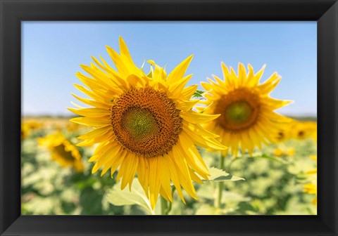 Framed Sunflowers II Print