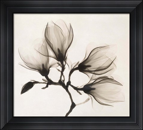 Framed Branch with Four Magnolias, 1910-1925 Print