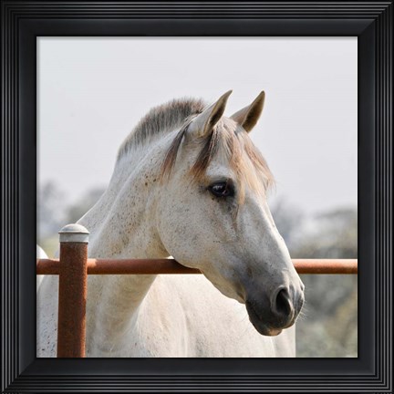 Framed White Horse 3 Print
