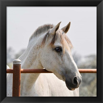 Framed White Horse 3 Print