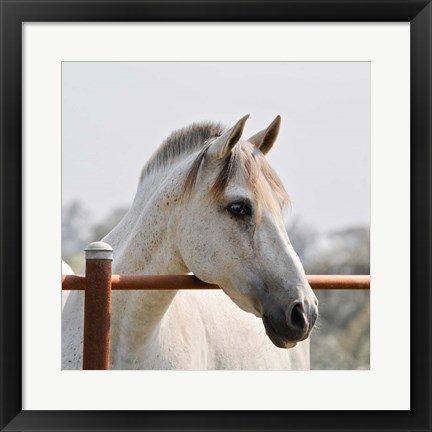 Framed White Horse 3 Print