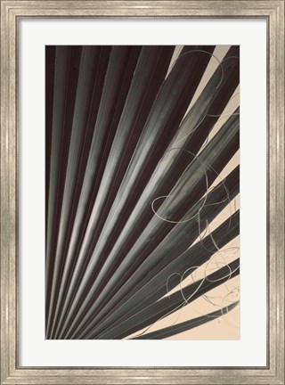 Framed Fan Palm Detail 2 Print