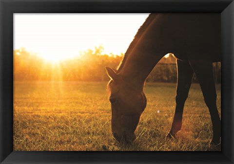 Framed Sunset Grazing I Print