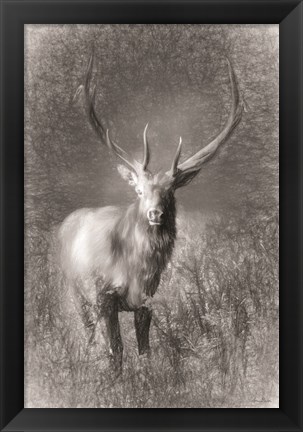 Framed Elk Sketch Print