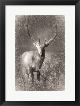 Framed Elk Sketch Print