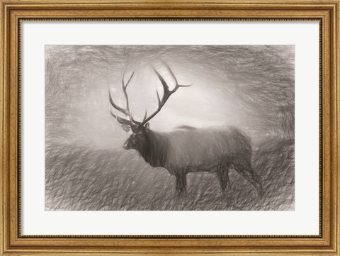 Framed Bull Elk Sketch Print