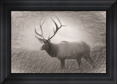 Framed Bull Elk Sketch Print