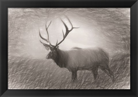 Framed Bull Elk Sketch Print