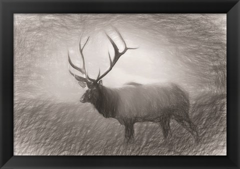 Framed Bull Elk Sketch Print