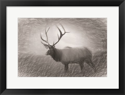 Framed Bull Elk Sketch Print