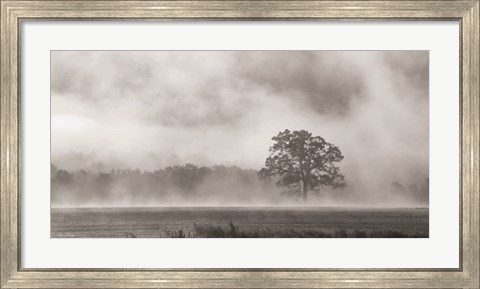 Framed Old Oak in Fog Print