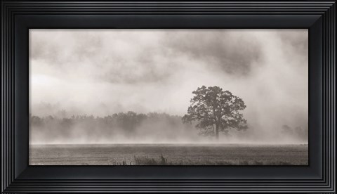 Framed Old Oak in Fog Print