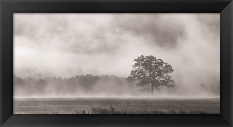 Framed Old Oak in Fog Print