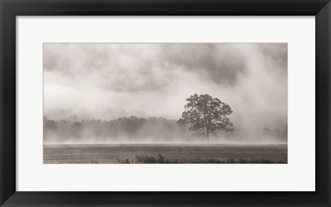 Framed Old Oak in Fog Print