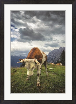 Framed Bowing Cow Print