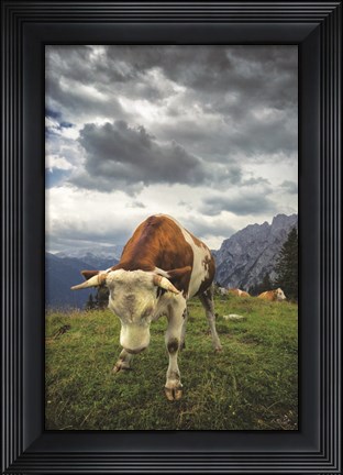 Framed Bowing Cow Print