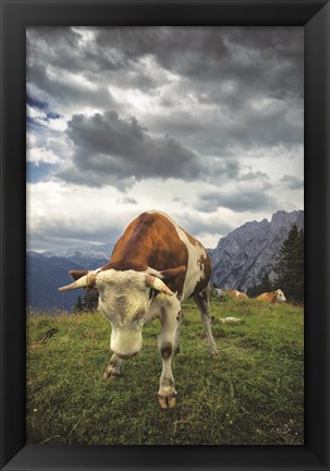 Framed Bowing Cow Print