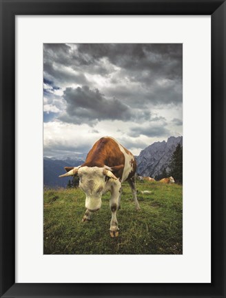 Framed Bowing Cow Print