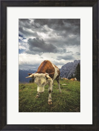 Framed Bowing Cow Print