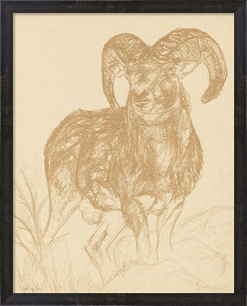Framed Big Horn Sketch Print