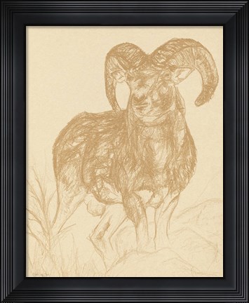 Framed Big Horn Sketch Print