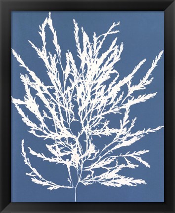 Framed Blue Botanical I Print