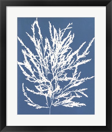 Framed Blue Botanical I Print