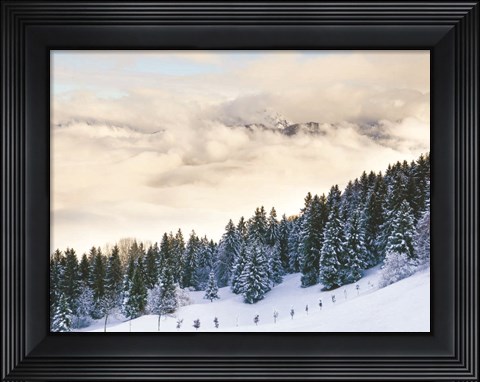 Framed Pines in the Sky Print