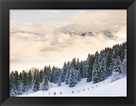 Framed Pines in the Sky Print