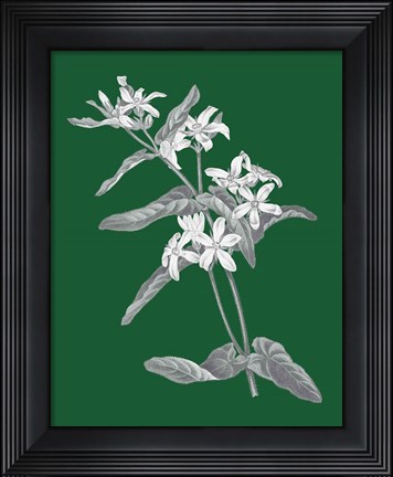 Framed Green Botanical IV Print