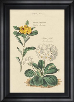 Framed Botanical Print II Print