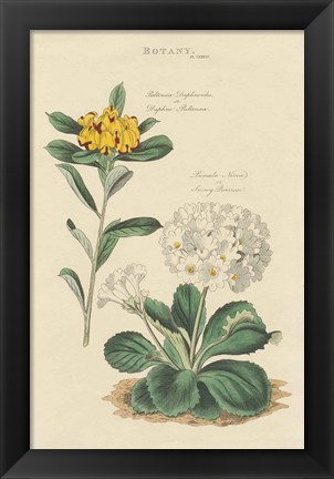 Framed Botanical Print II Print