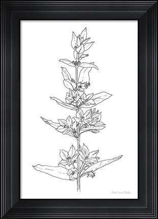 Framed Sketched Flowers Print