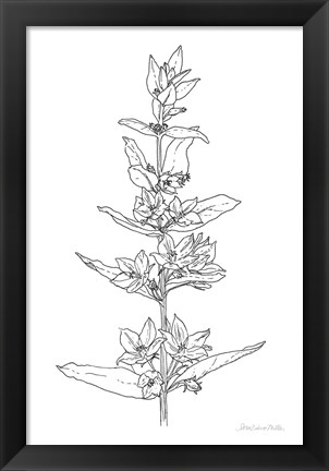 Framed Sketched Flowers Print