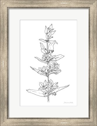 Framed Sketched Flowers Print