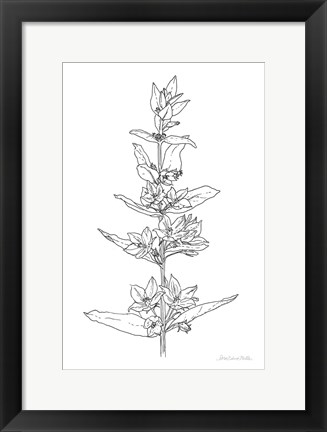 Framed Sketched Flowers Print