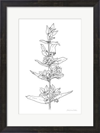 Framed Sketched Flowers Print